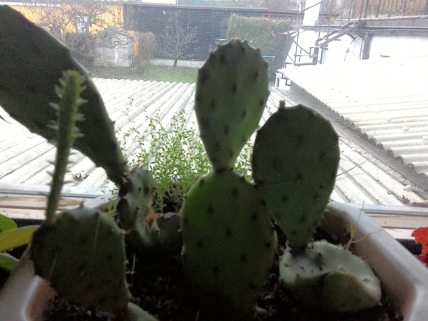 ASUS MeMO Pad 8 (ME581C)