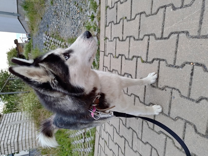 ASUS ROG Phone 6 Pro