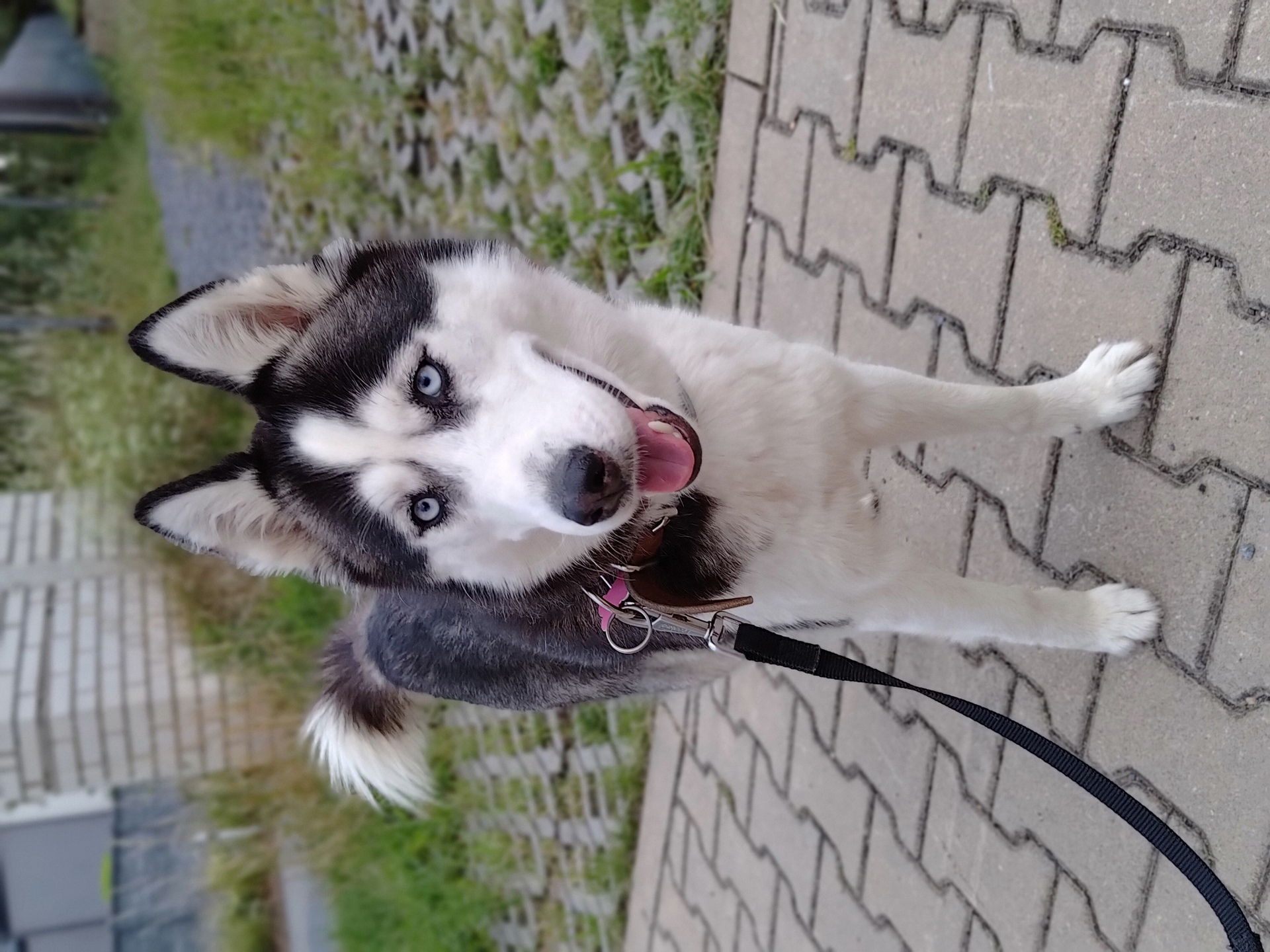 ASUS ROG Phone 6 Pro