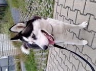 ASUS ROG Phone 6 Pro