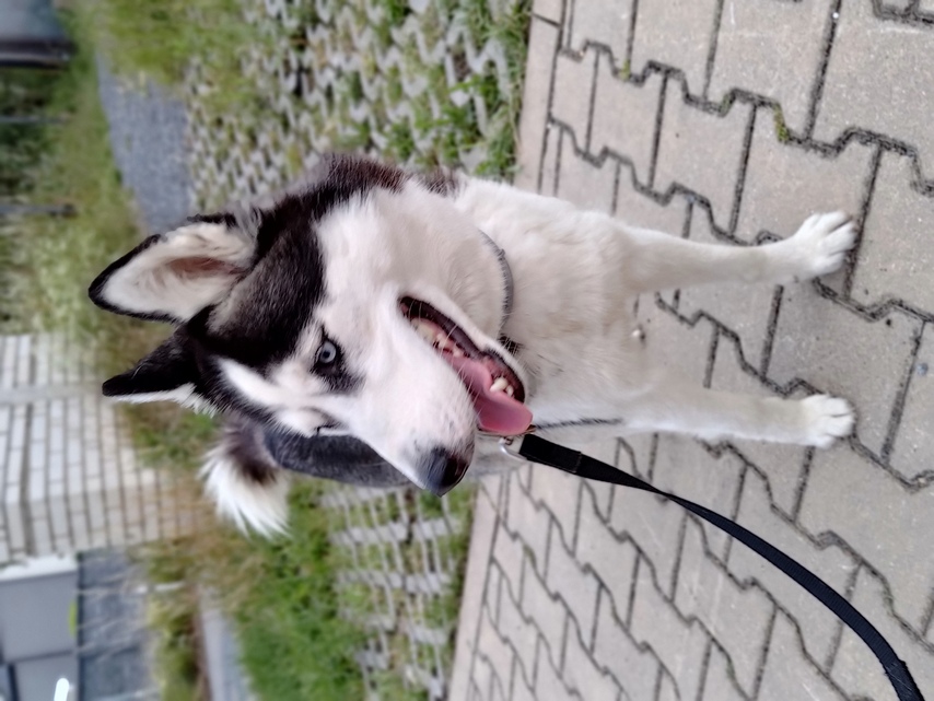 ASUS ROG Phone 6 Pro