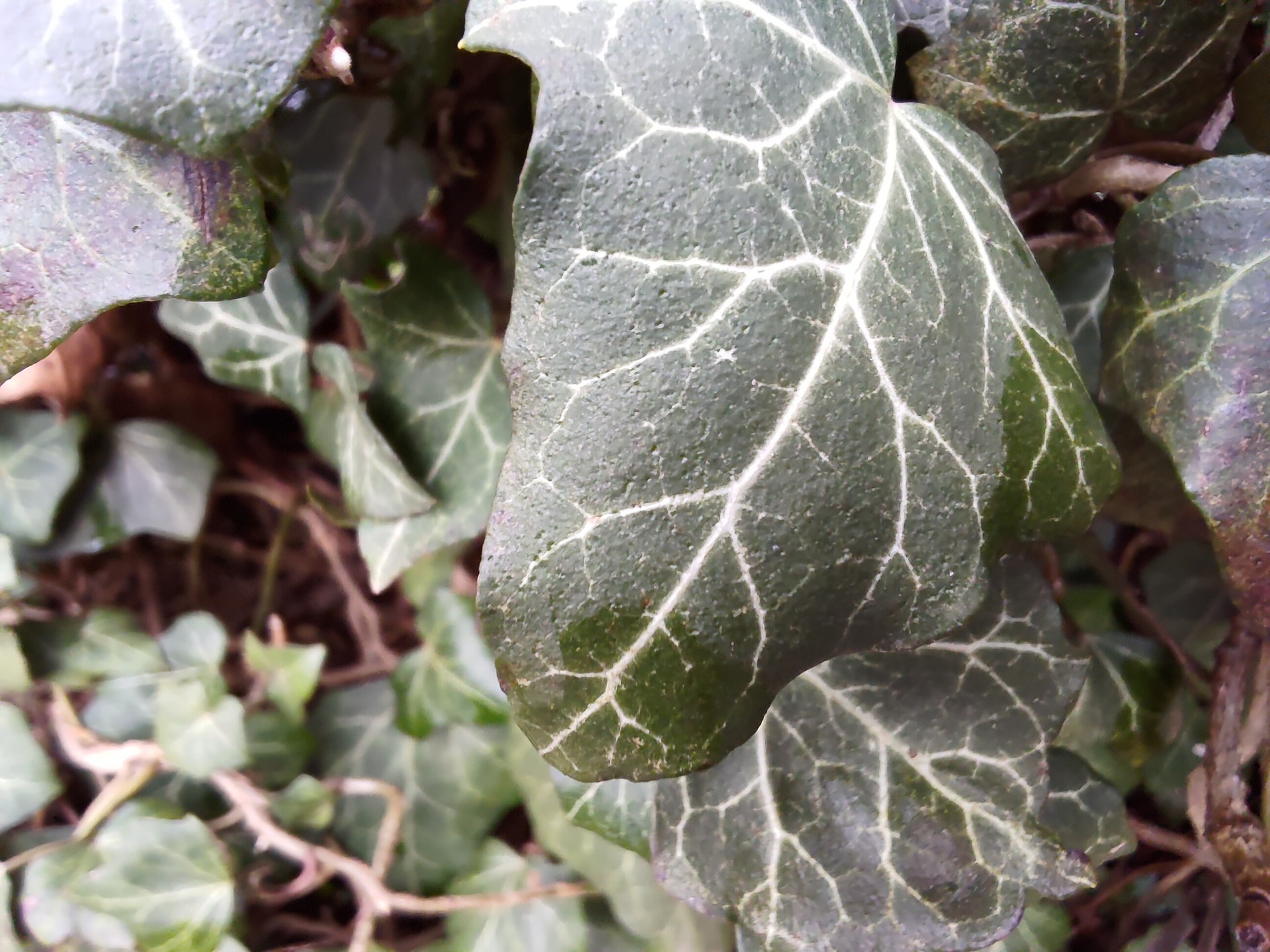 ASUS ROG Phone 7 Ultimate