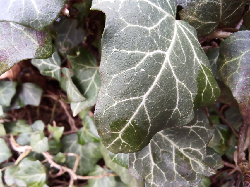 ASUS ROG Phone 7 Ultimate