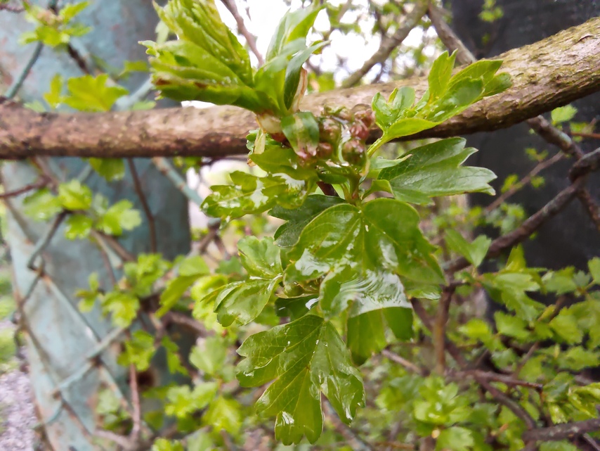 ASUS ROG Phone 7 Ultimate