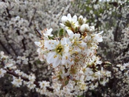 ASUS ROG Phone 7 Ultimate