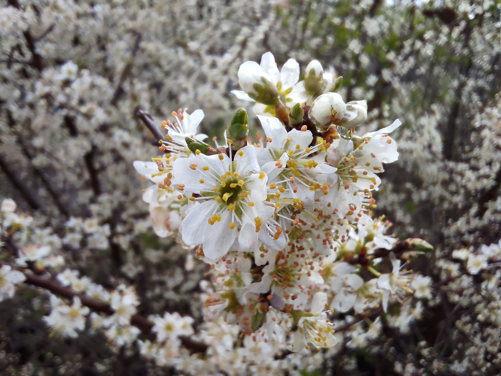 ASUS ROG Phone 7 Ultimate