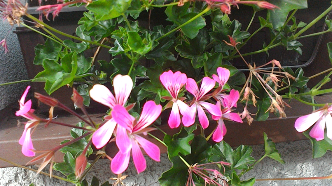 ASUS Transformer Pad (2014)