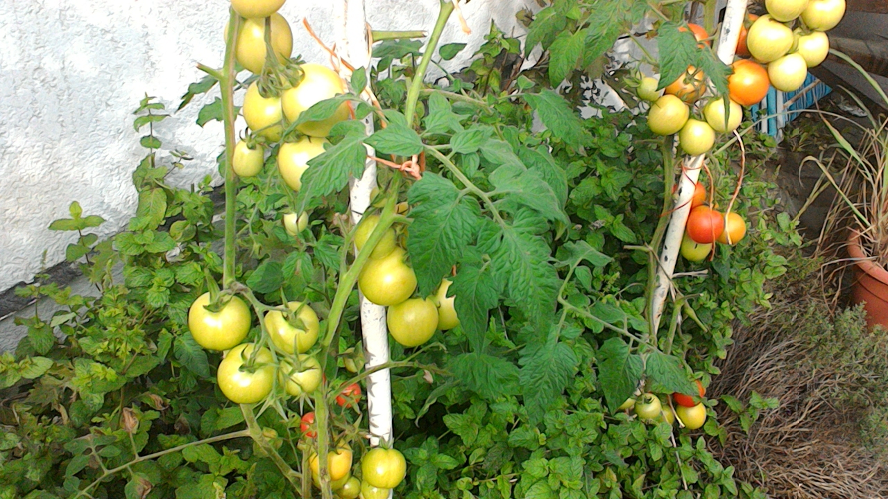 ASUS Transformer Pad (2014)