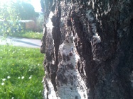 ASUS Transformer Pad 300 Series