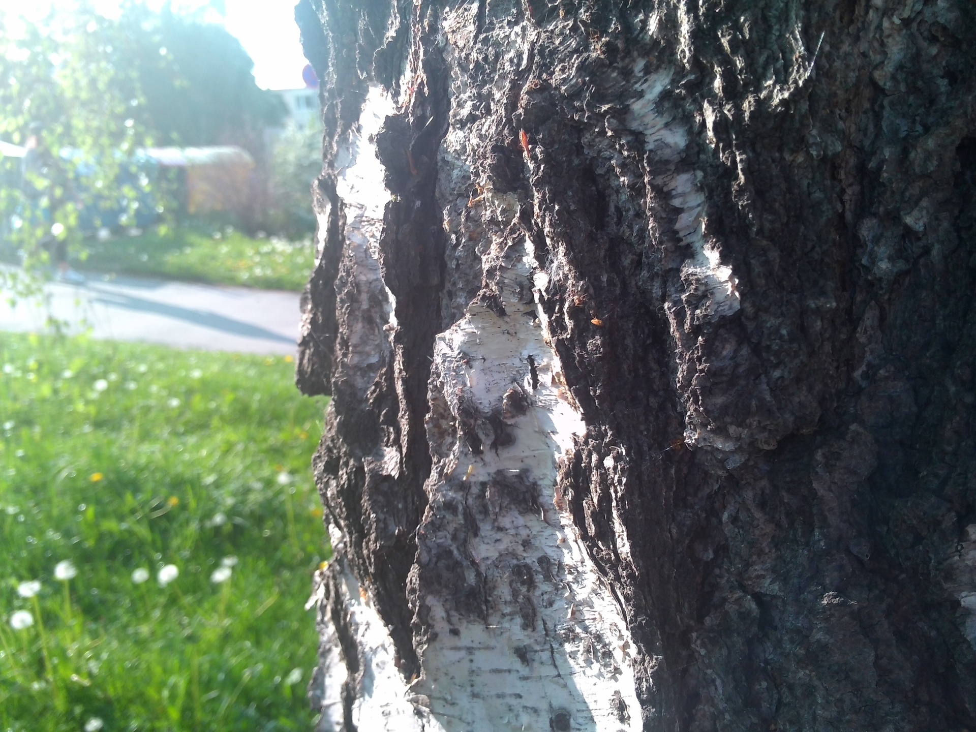 ASUS Transformer Pad 300 Series