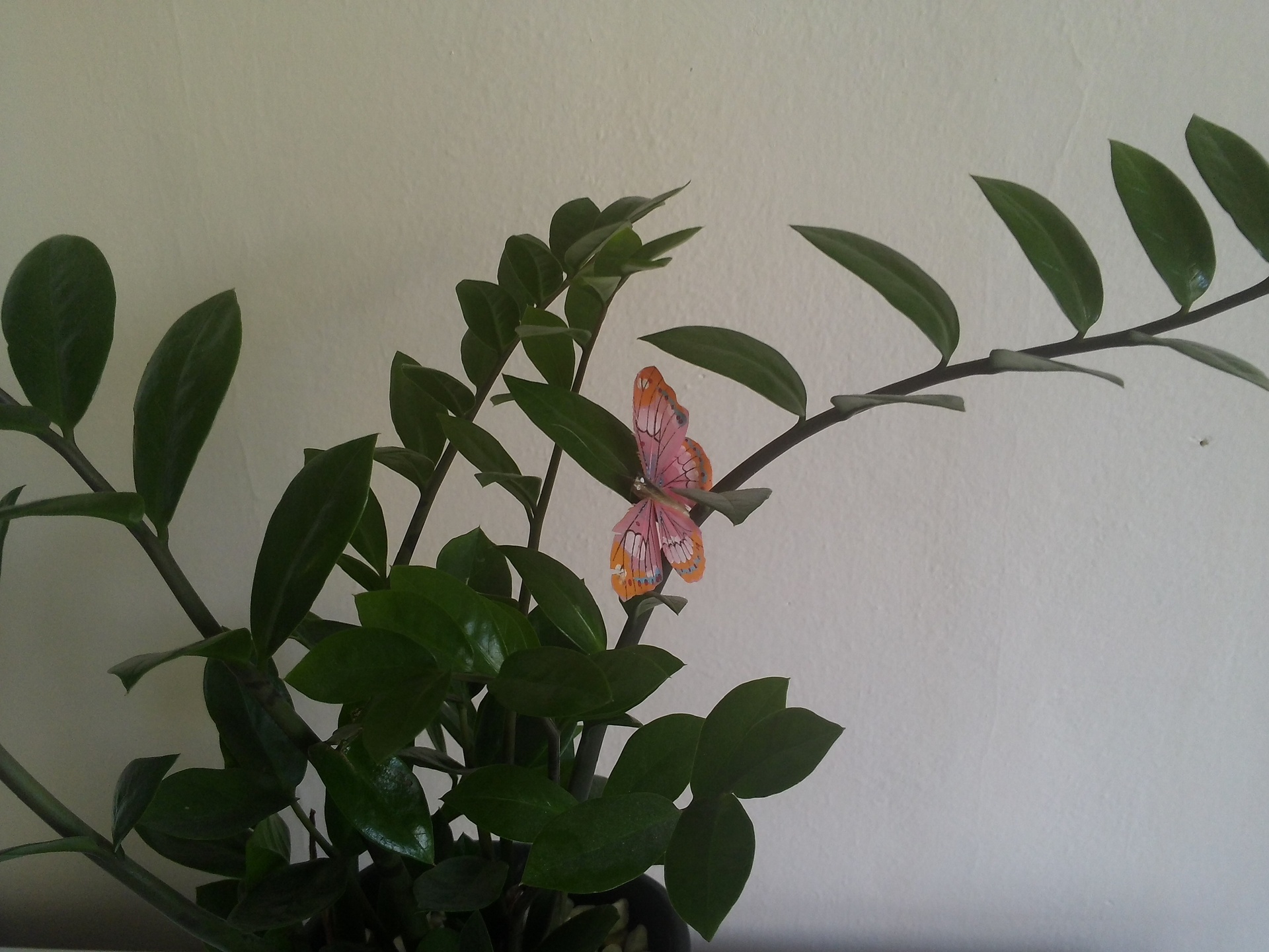 ASUS Transformer Pad 300 Series