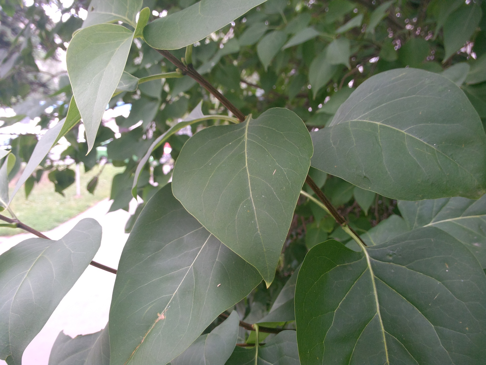 ASUS Transformer Pad Infinity