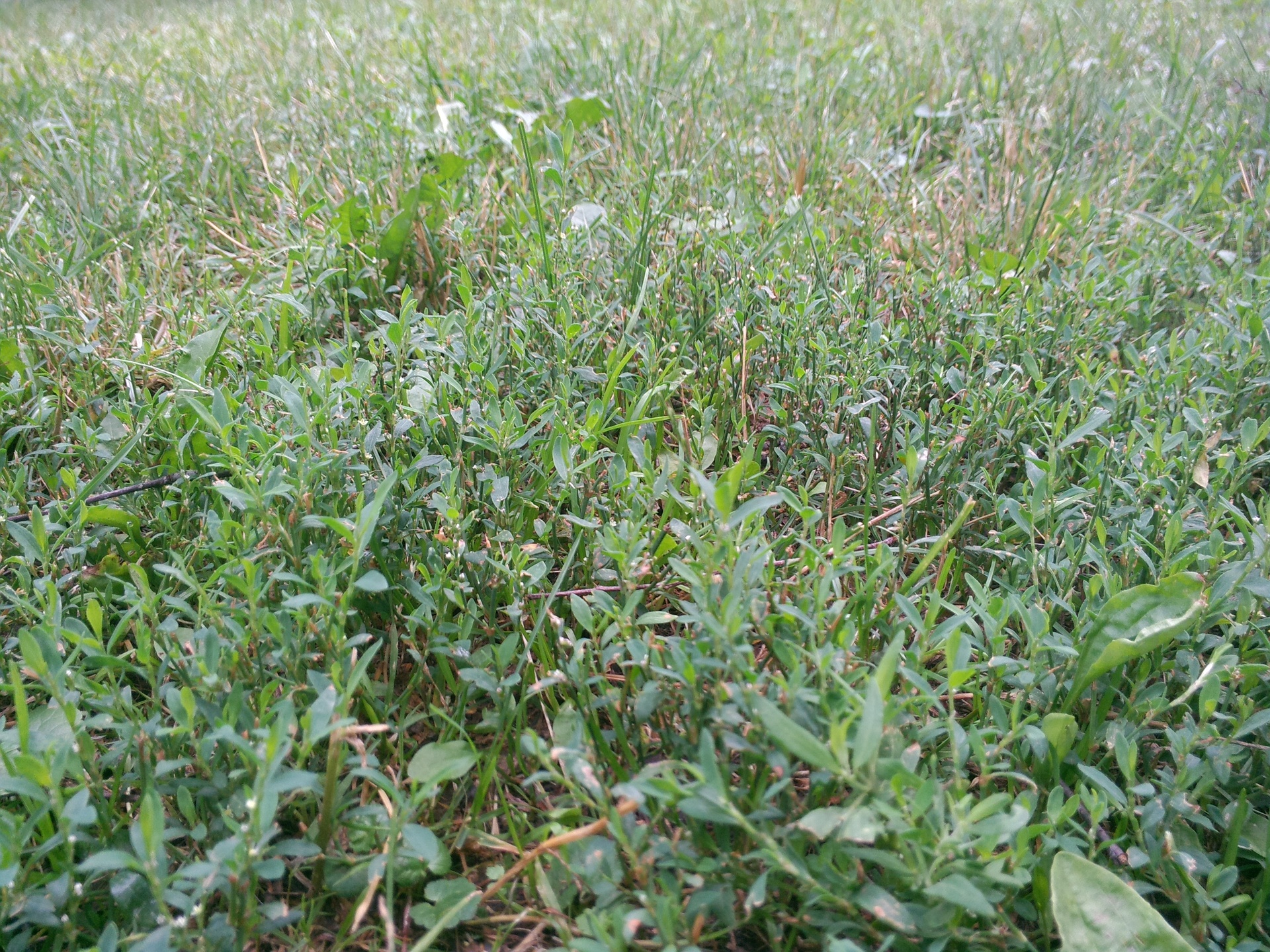 ASUS Transformer Pad Infinity