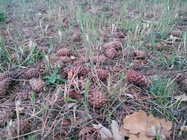 ASUS Transformer Pad Infinity