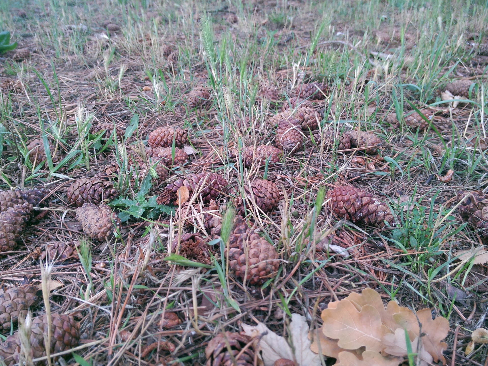 ASUS Transformer Pad Infinity