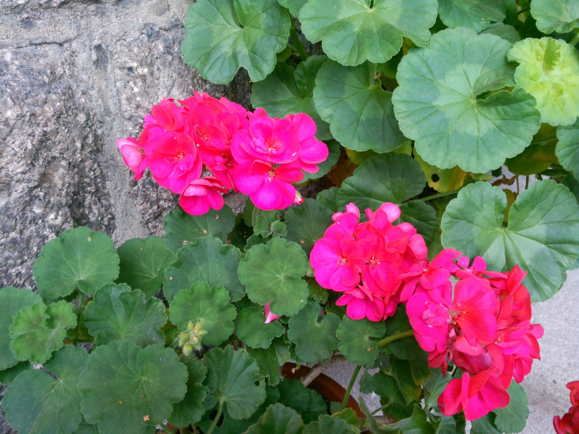 ASUS Transformer Pad Infinity