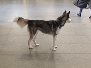 ASUS ZenFone 11 Ultra