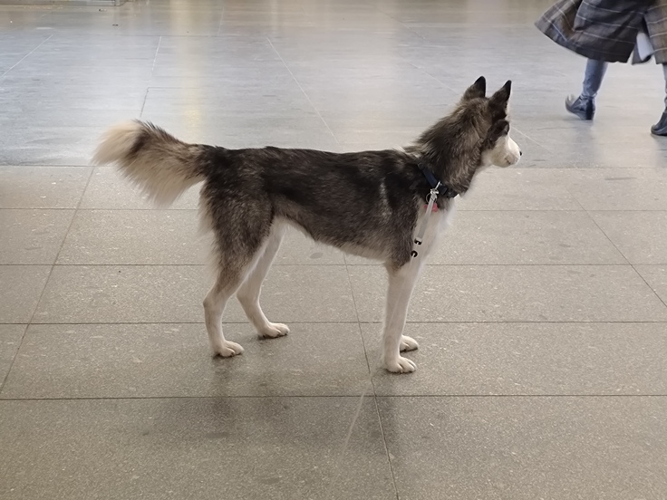 ASUS ZenFone 11 Ultra