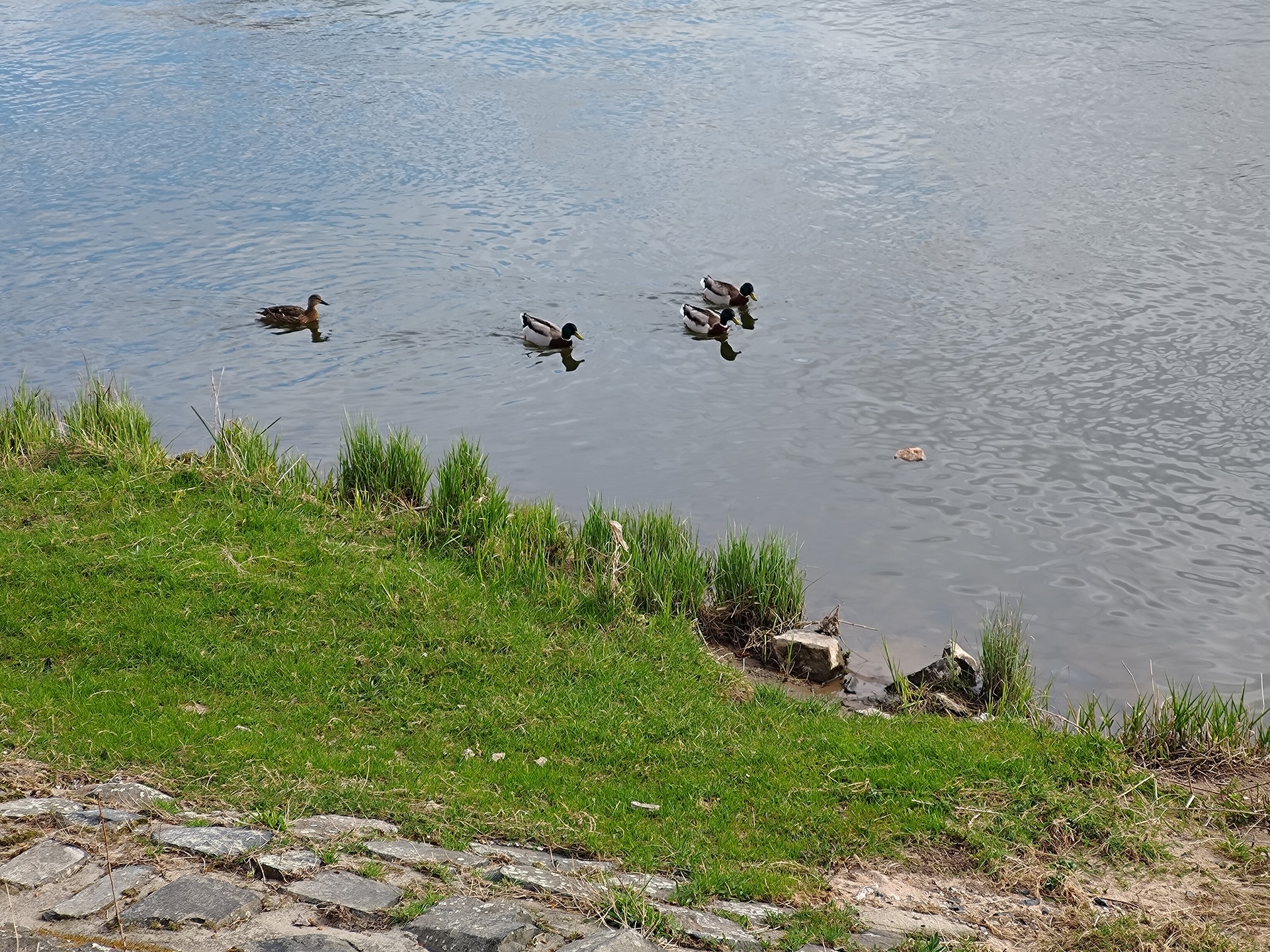 ASUS ZenFone 11 Ultra