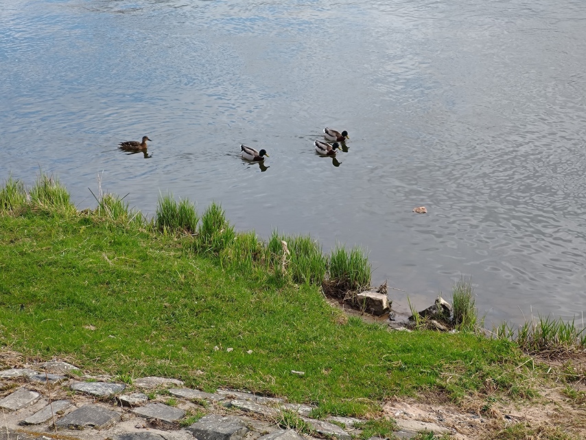 ASUS ZenFone 11 Ultra