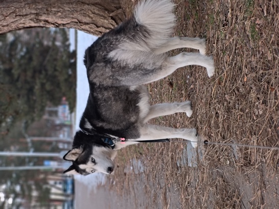 ASUS ZenFone 12 Ultra