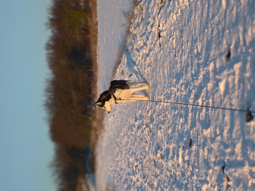 ASUS ZenFone 12 Ultra