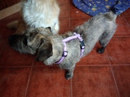 ASUS ZenFone 3 Max (5.5)