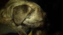 ASUS ZenFone 3 Max (5.5)