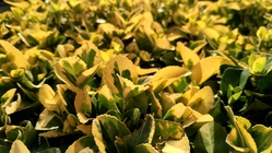 ASUS ZenFone 4 (2017)