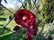 ASUS ZenFone 4 (2017)