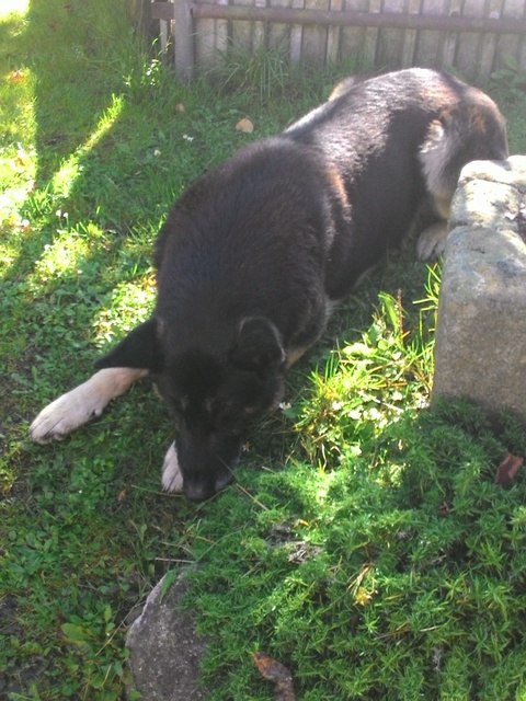 ASUS ZenFone 4 A450CG