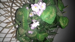 ASUS ZenFone 4 A450CG