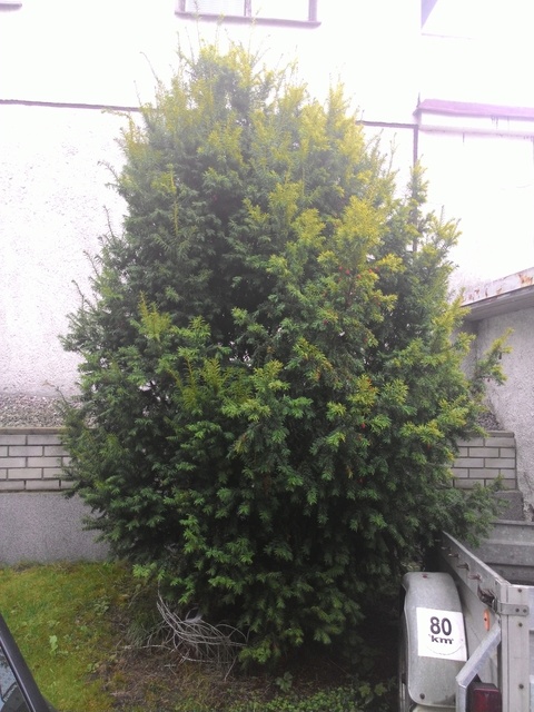 ASUS ZenFone 4 A450CG