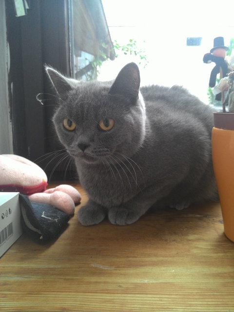 ASUS ZenFone 4 A450CG