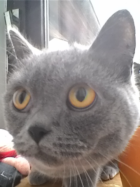 ASUS ZenFone 4 A450CG