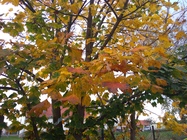 ASUS ZenFone 4 Max Plus