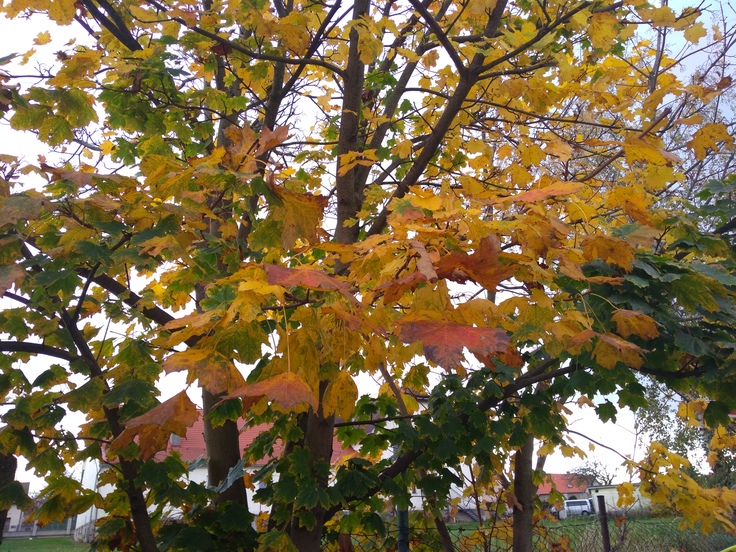 ASUS ZenFone 4 Max Plus