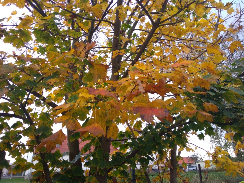 ASUS ZenFone 4 Max Plus