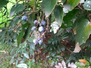 ASUS ZenFone 4 Max Plus