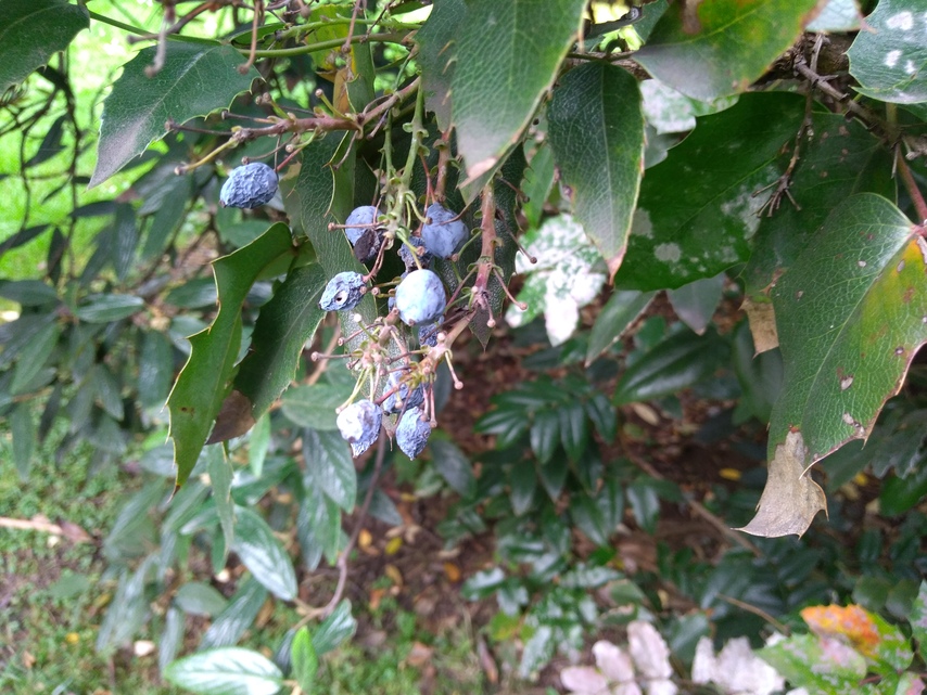 ASUS ZenFone 4 Max Plus