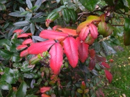 ASUS ZenFone 4 Max Plus