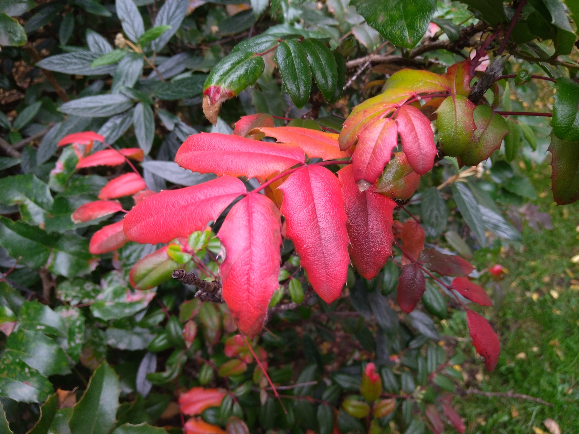 ASUS ZenFone 4 Max Plus