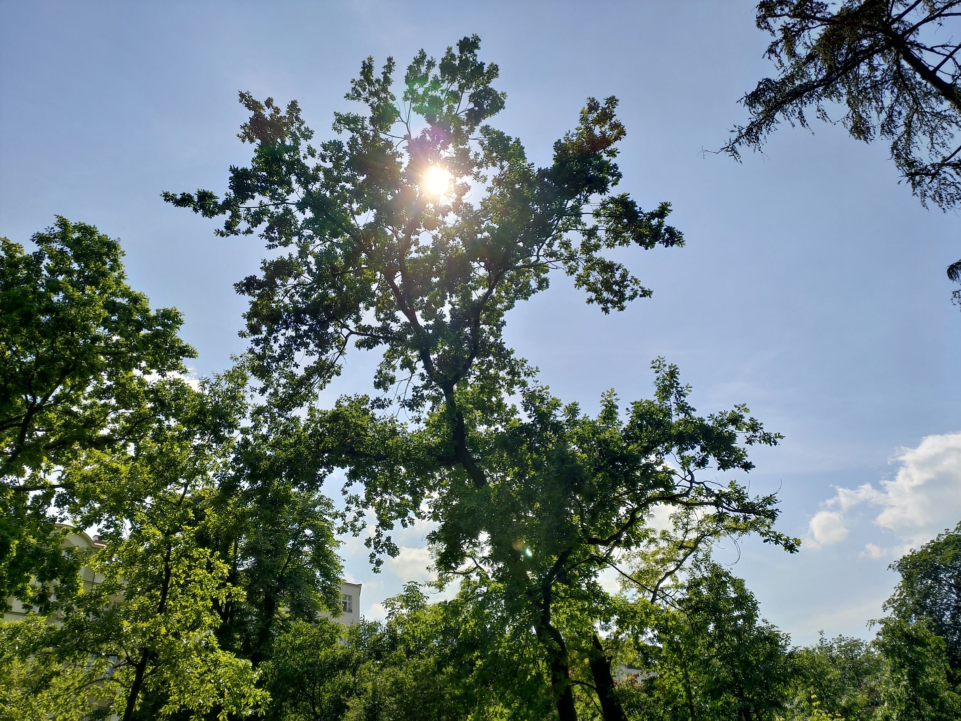 ASUS ZenFone 6 (2019)