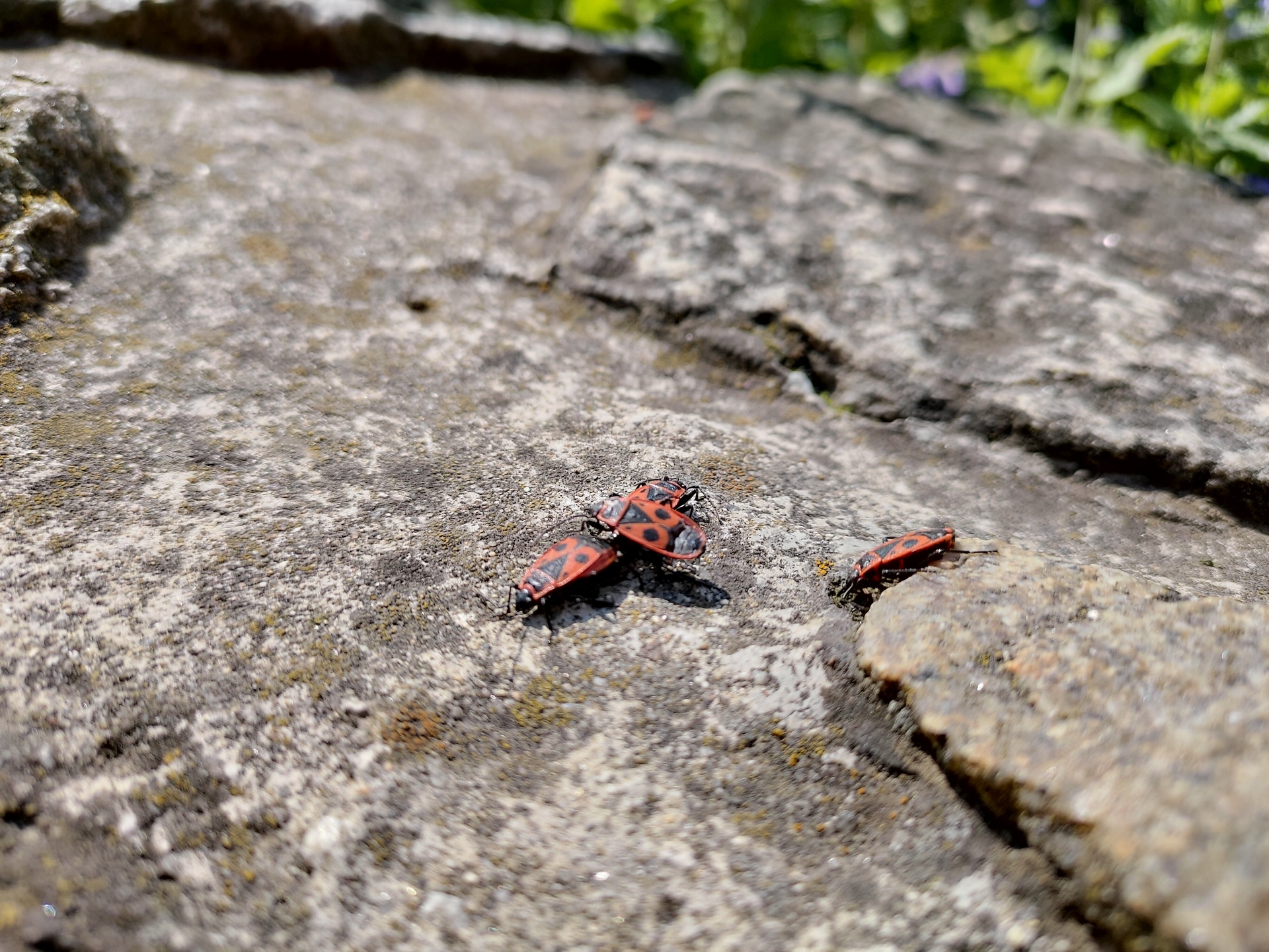 ASUS ZenFone 6 (2019)