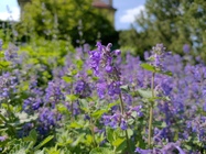 ASUS ZenFone 6 (2019)