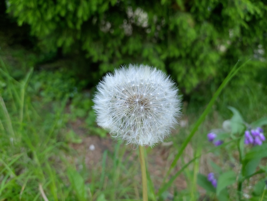 ASUS ZenFone 6 (2019)