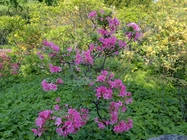 ASUS ZenFone 6 (2019)