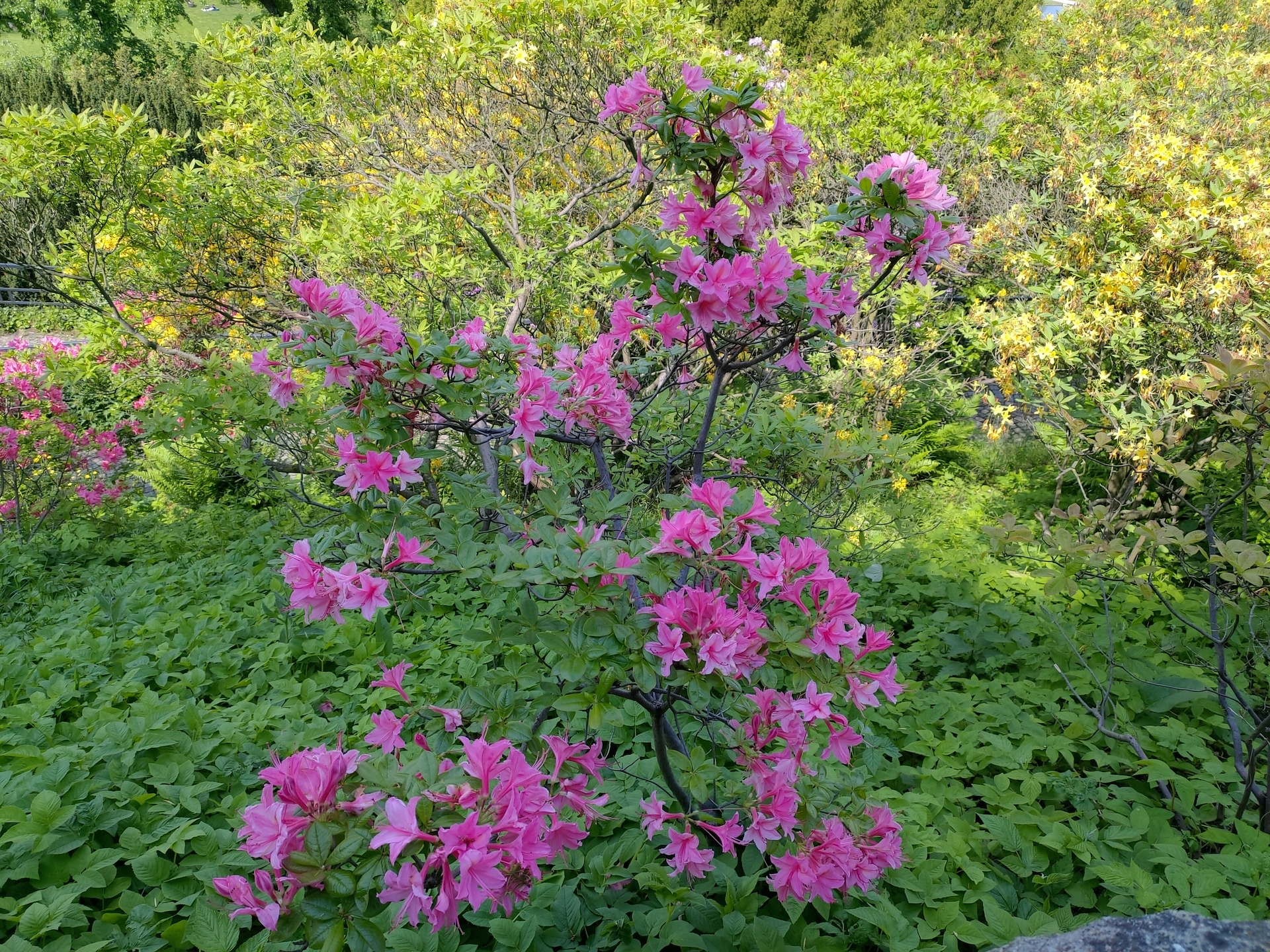 ASUS ZenFone 6 (2019)