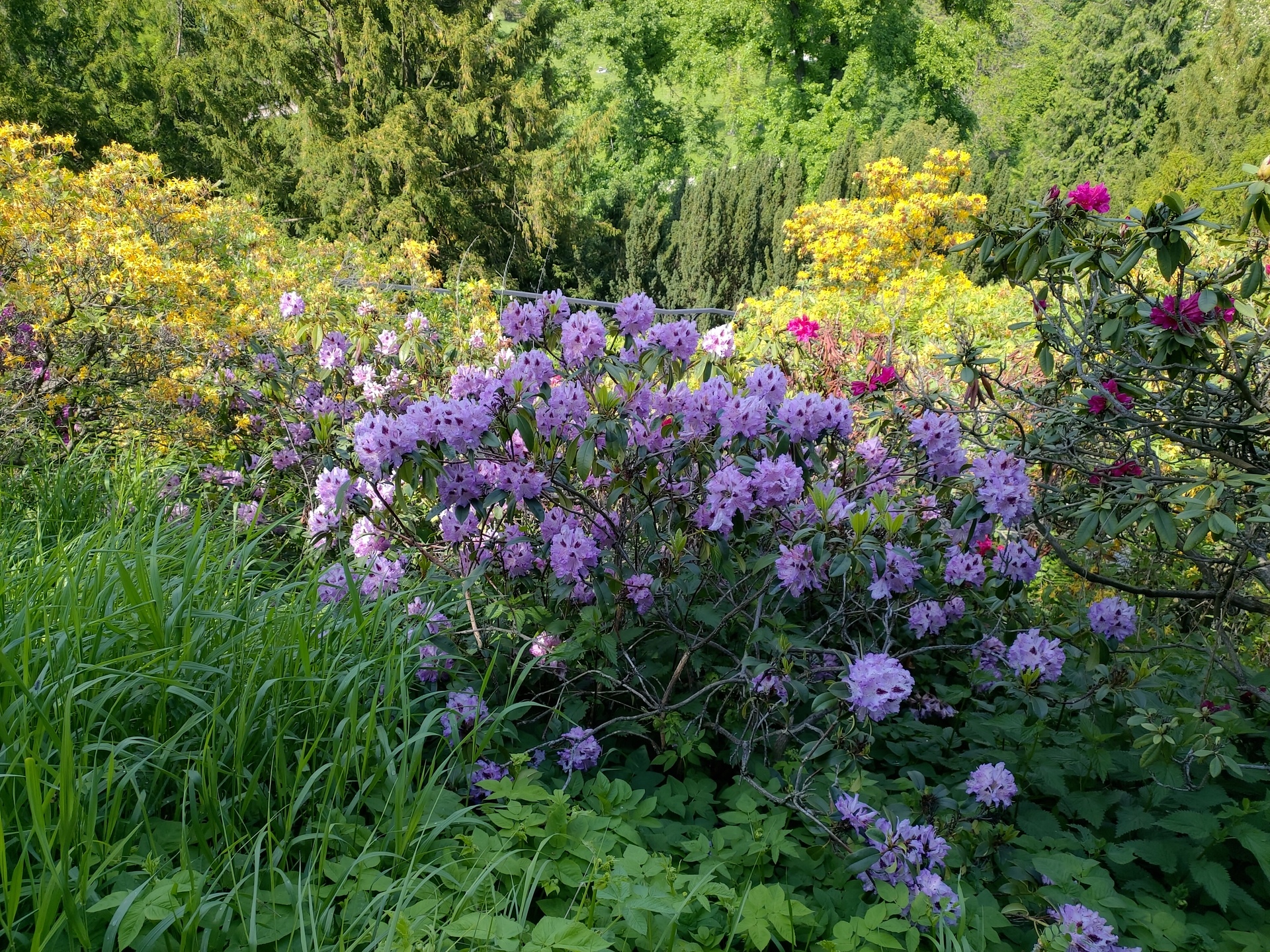 ASUS ZenFone 6 (2019)