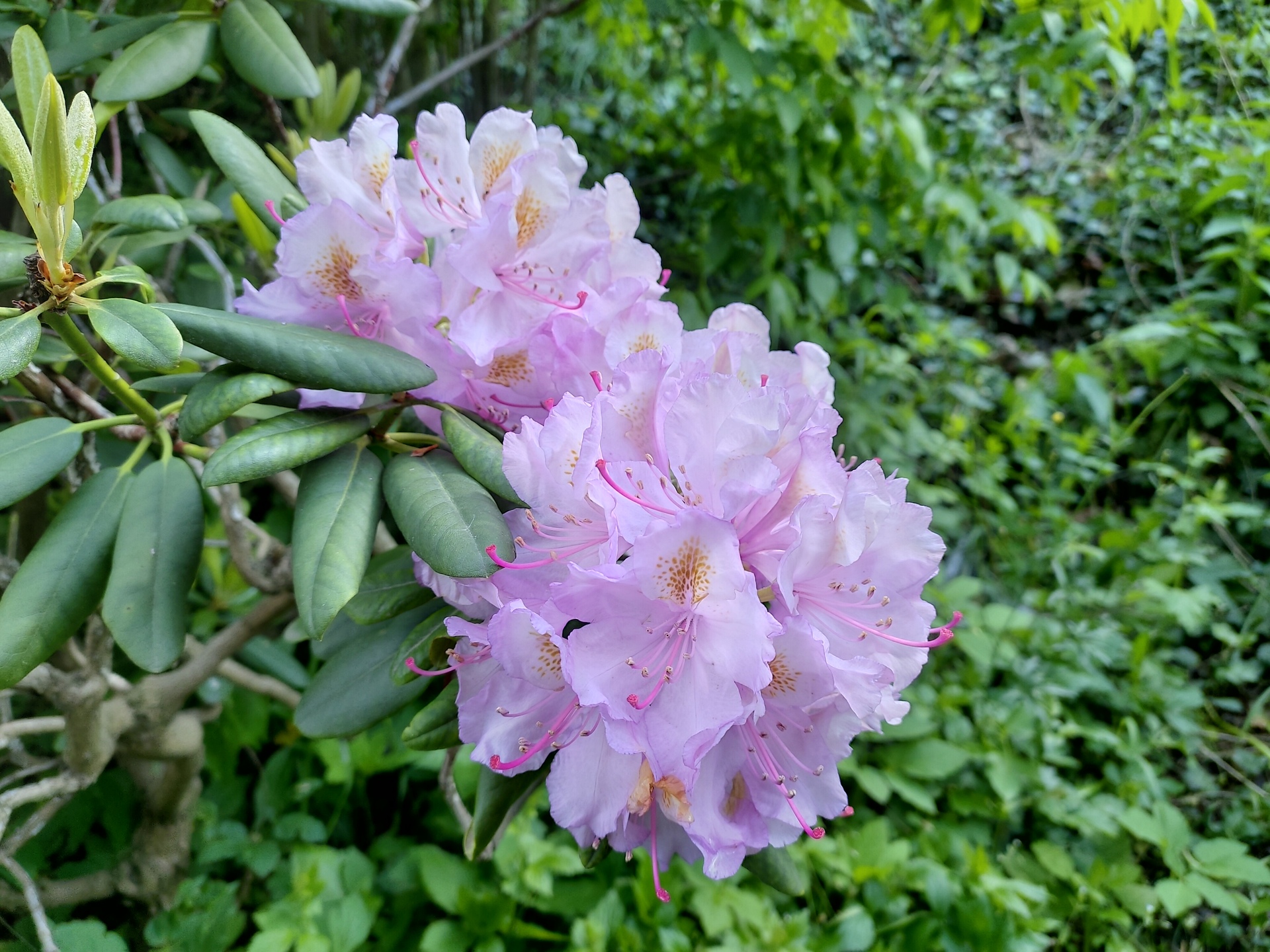 ASUS ZenFone 6 (2019)